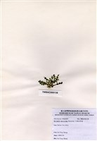 藏品(大葉仙掌藻)的圖片